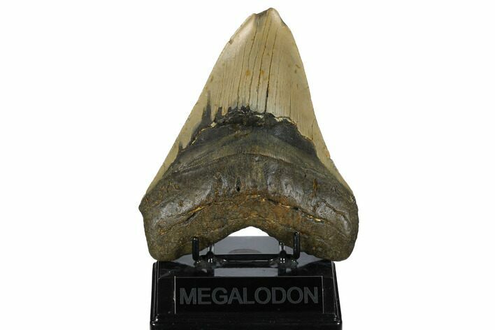 Huge, Fossil Megalodon Tooth - North Carolina #172578